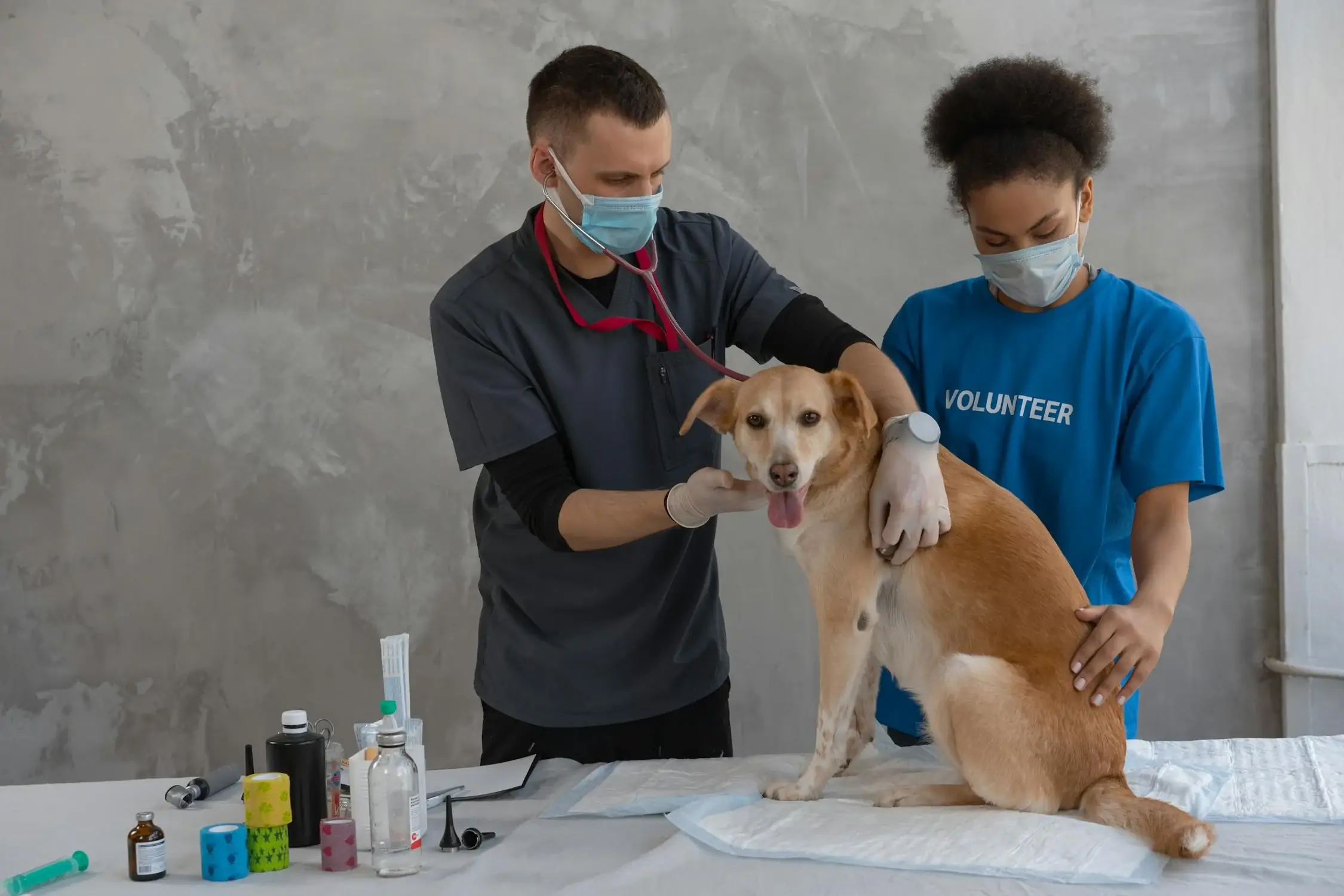 Animal Health